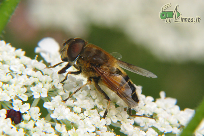 Eristalis similis ?