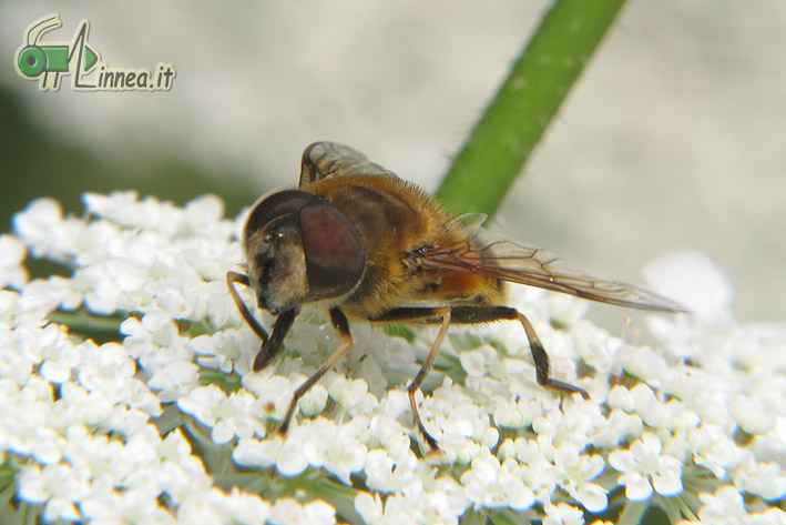 Eristalis similis ?