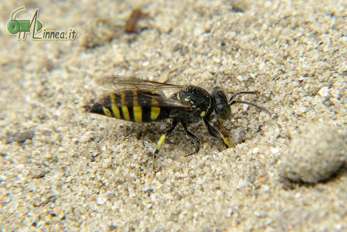 Bembecinus sp. (Crabronidae)