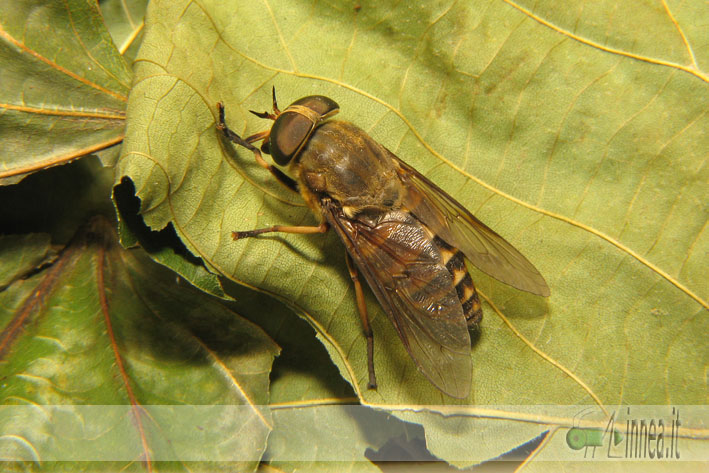 Tabanus sudeticus ?