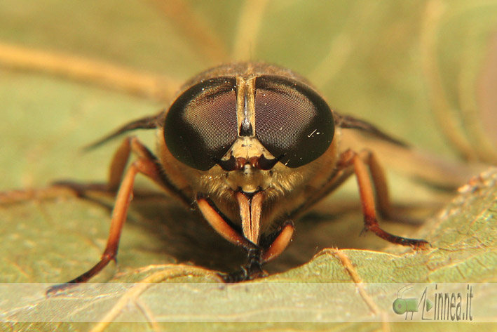 Tabanus sudeticus ?