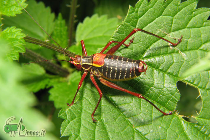 Barbitistes serricauda ?