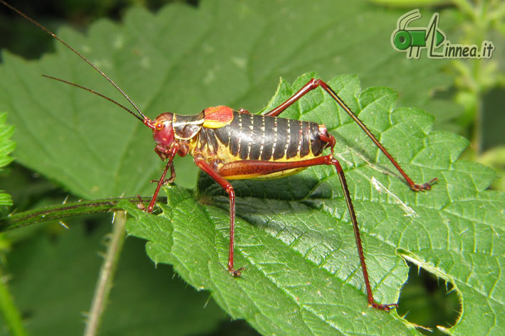 Barbitistes serricauda ?