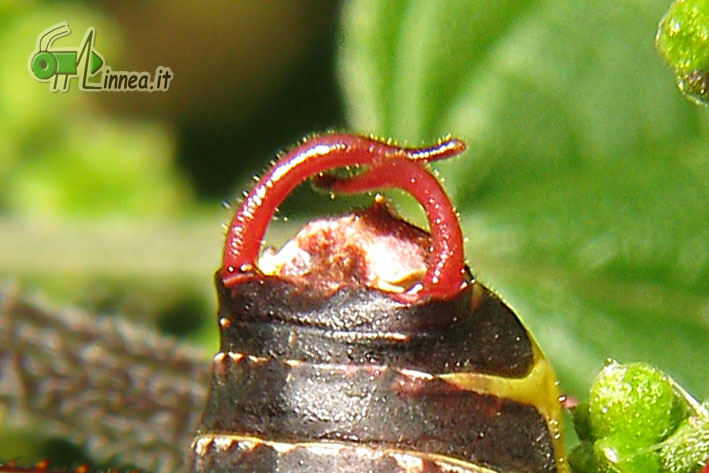 Barbitistes serricauda ?