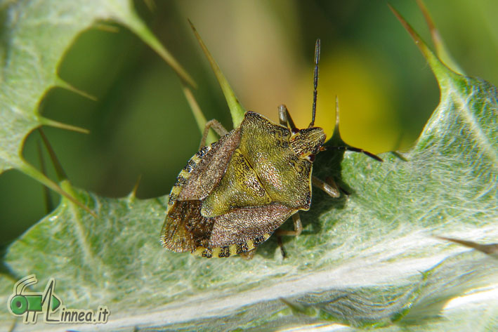 Carpocoris pudicus vs Carpocoris purpureipennis