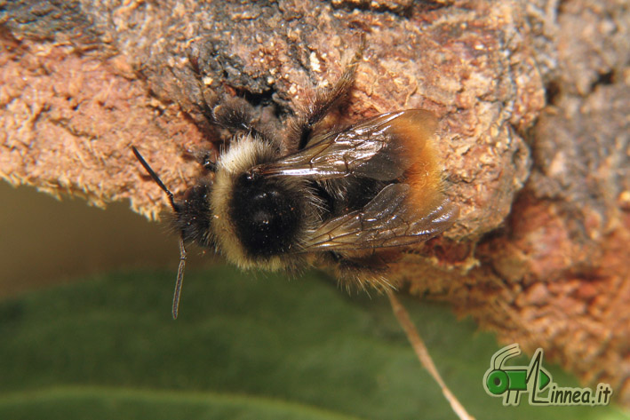 Bombus pratorum ?