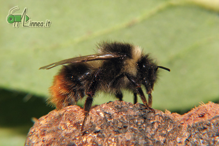 Bombus pratorum ?