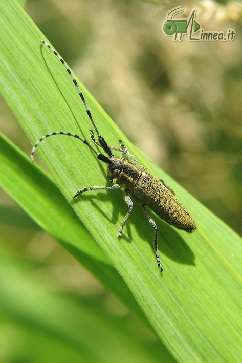 Agapanthia villosoviridescens