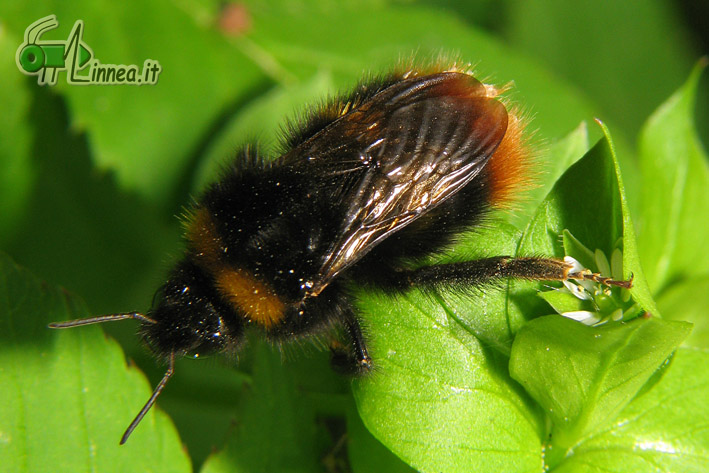 Psithyrus o Bombus ? Bombus soroeensis o pratorum