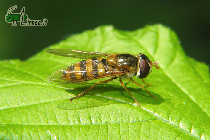 Epistrophe cf. melanostoma e Syrphus ribesii (Syrphidae)