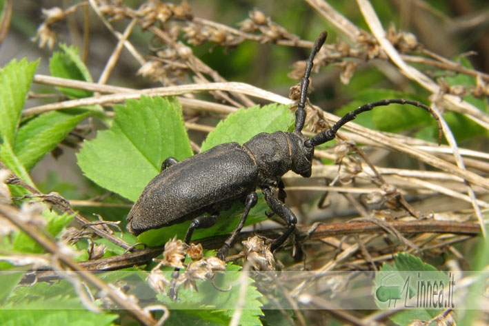 Lamia textor in bosco di conifere