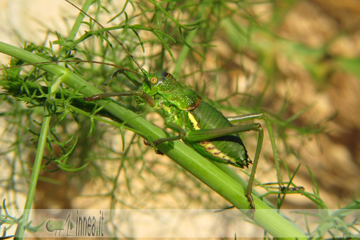 Ortottero lampedusano: Uromenus (Bolivarius) bonneti bonneti