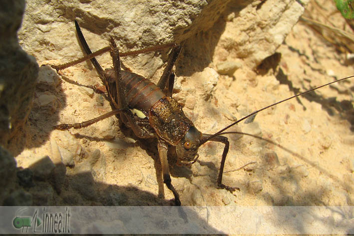 Ortottero lampedusano: Uromenus (Bolivarius) bonneti bonneti