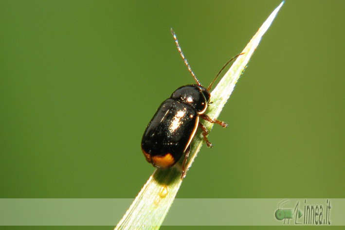 Quale Cryptocephalus? Cryptocephalus renatae