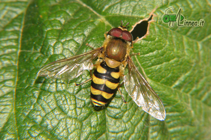 Syrphus vitripennis