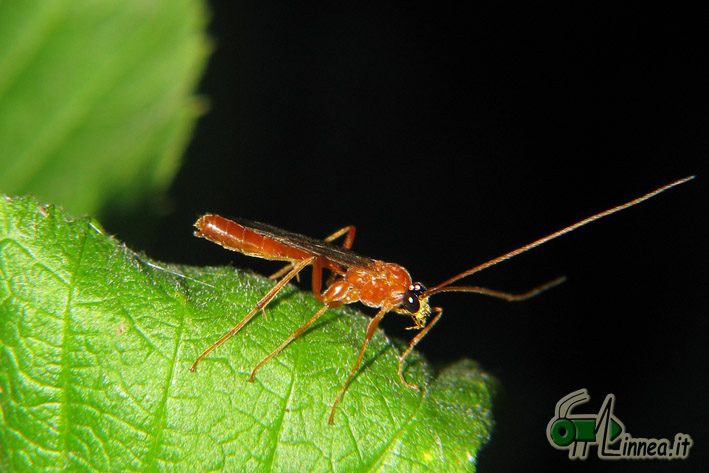 Ichneumonidae rossiccio
