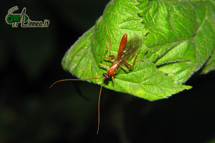 Ichneumonidae rossiccio
