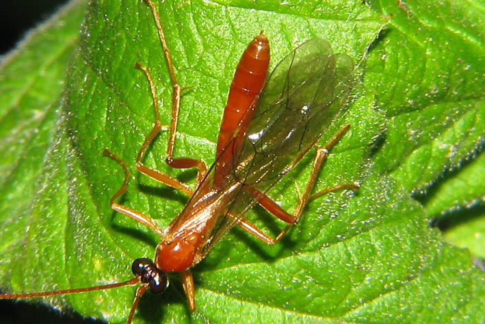 Ichneumonidae rossiccio