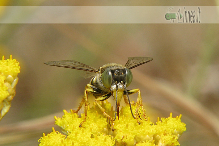 Bembix oculata M e F (Crabronidae)