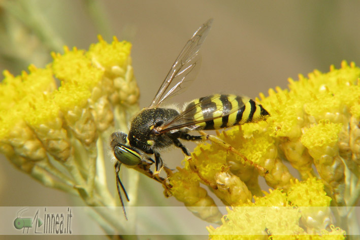 Bembix oculata M e F (Crabronidae)