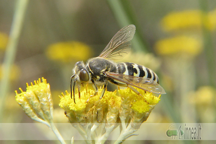 Bembix oculata M e F (Crabronidae)