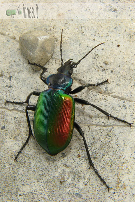 Calosoma sycophanta