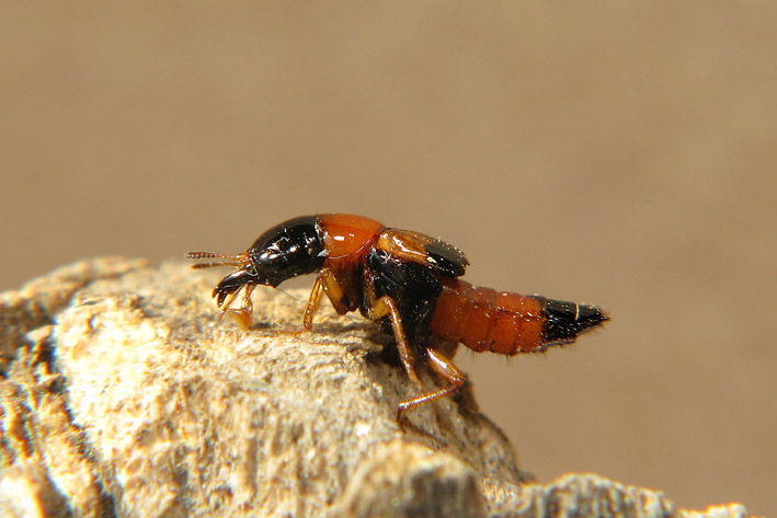 Oxyporus rufus