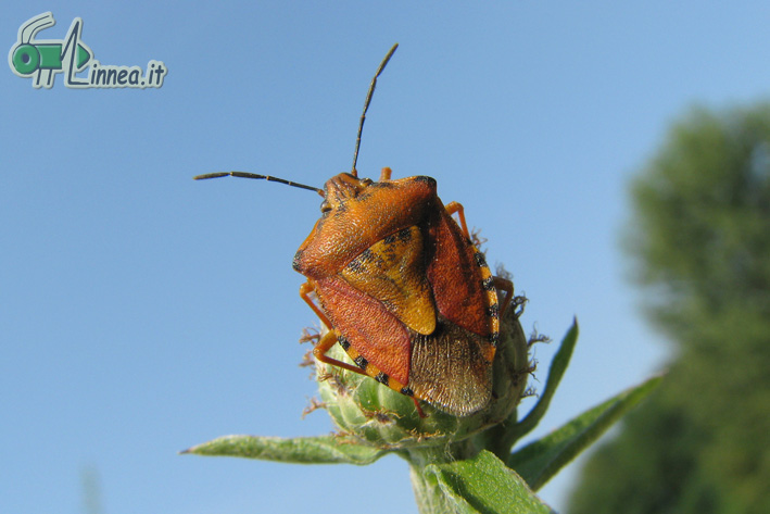 Carpocoris pudicus vs Carpocoris purpureipennis