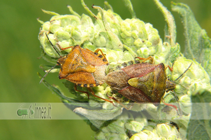 Carpocoris pudicus vs Carpocoris purpureipennis