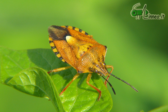 Carpocoris pudicus vs Carpocoris purpureipennis