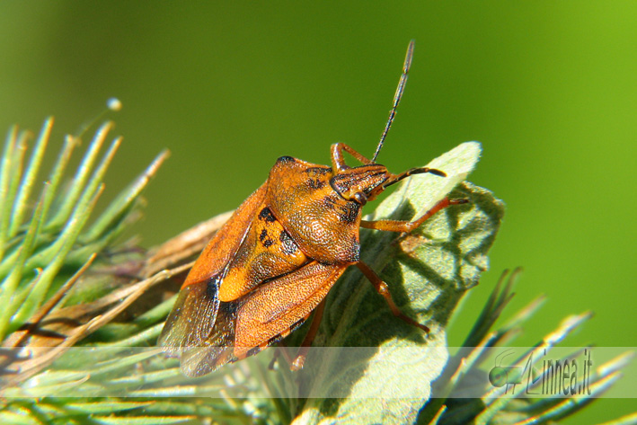 Carpocoris pudicus vs Carpocoris purpureipennis