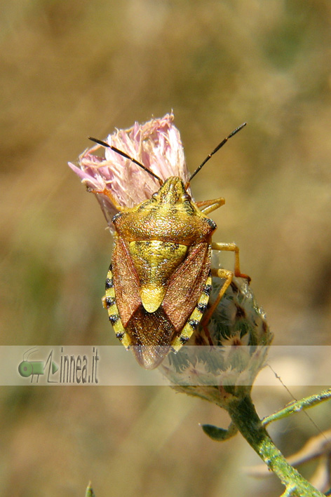 Carpocoris pudicus vs Carpocoris purpureipennis