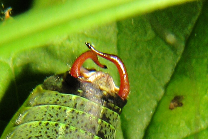 Barbitistes alpinus