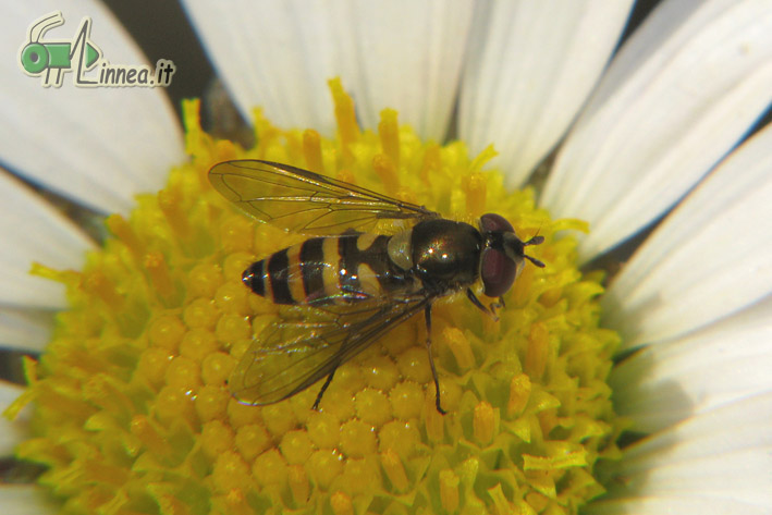 Parasyrphus lineolus F (Syrphidae)