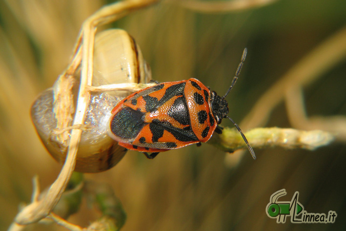 Eurydema ornata, Eurydema ventralis