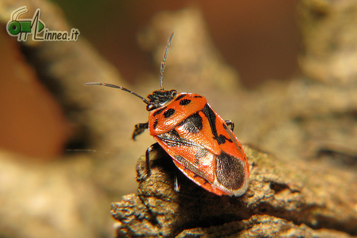 Eurydema ornata, Eurydema ventralis