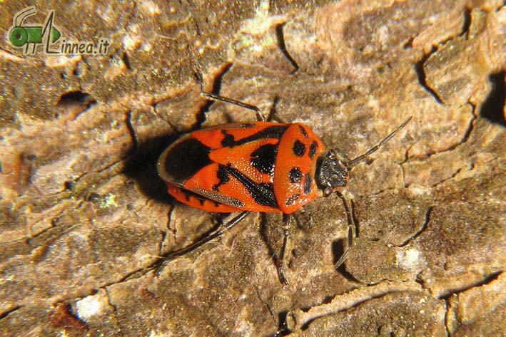 Eurydema ornata, Eurydema ventralis