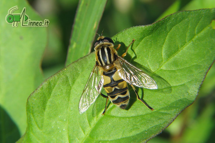 Helophilus trivittatus