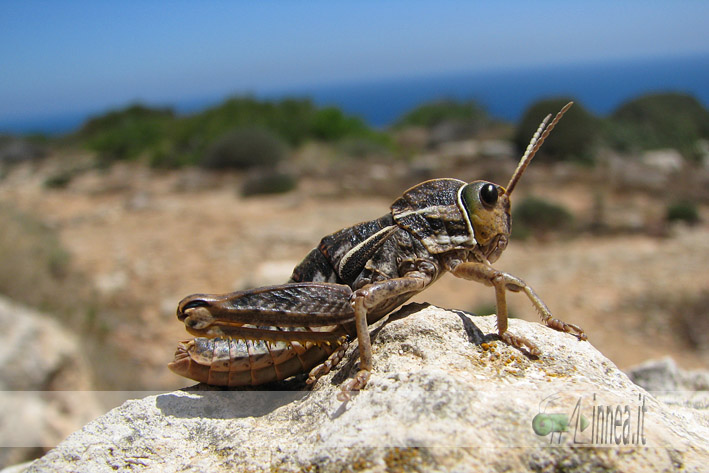 Insetti endemici italiani: Pamphagus ortolaniae e marmoratus