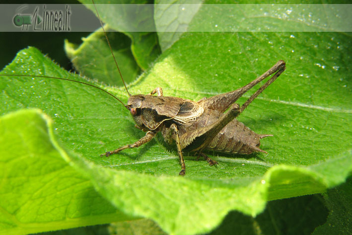 Pholidoptera griseoaptera