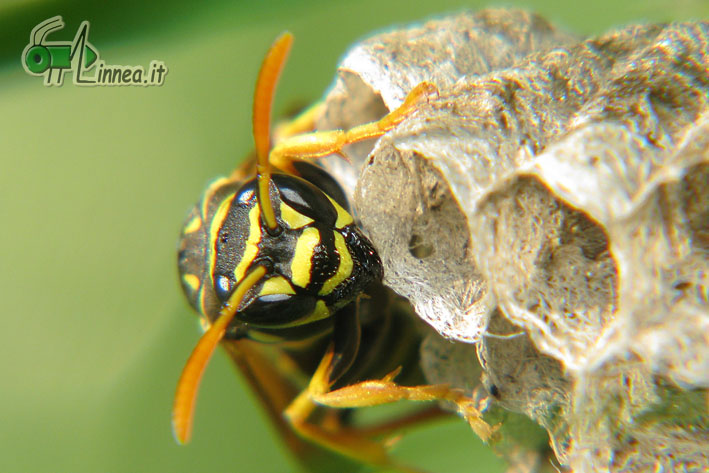 Polistes (nimpha o associus)