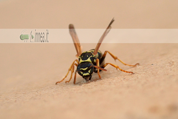 Polistes nimpha o associus.