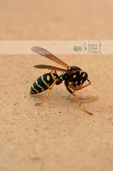 Polistes nimpha o associus.