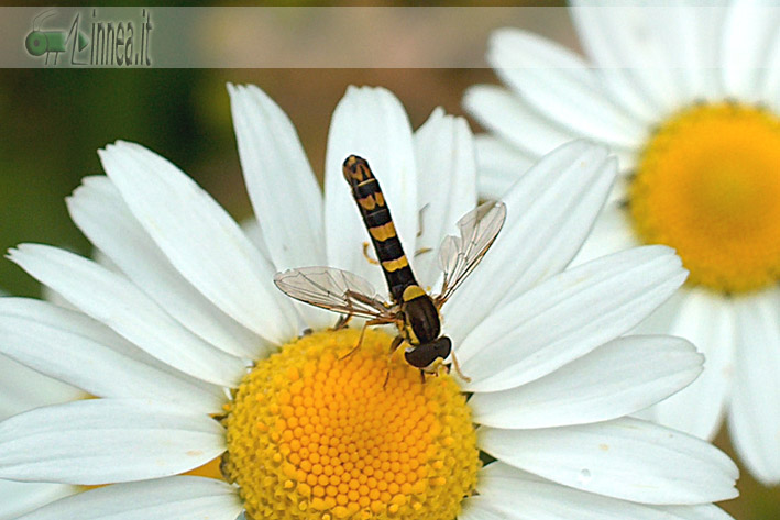 Sphaerophoria scripta
