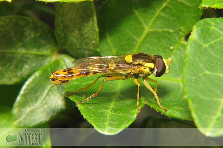 Sphaerophoria scripta