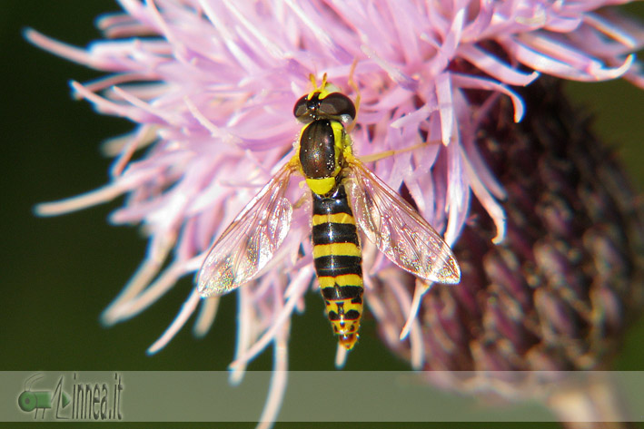 Sphaerophoria scripta