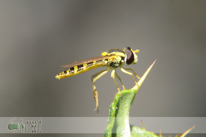 Sphaerophoria scripta