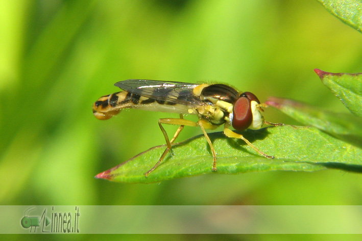 Sphaerophoria scripta