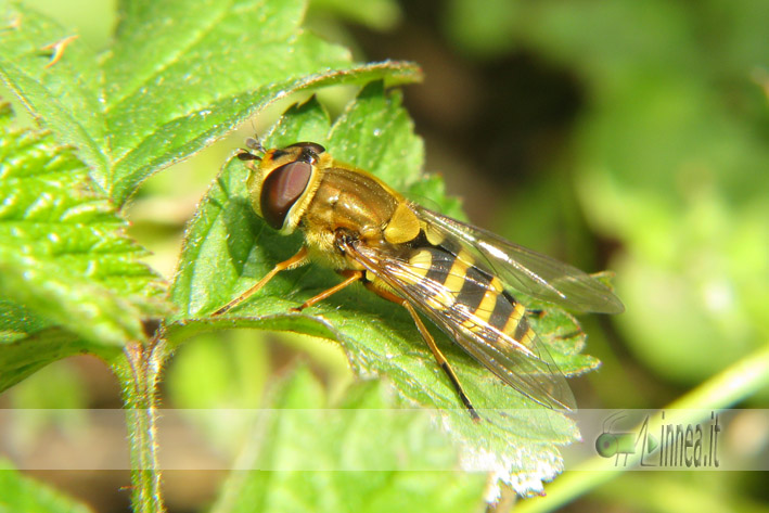 Epistrophe cf. melanostoma e Syrphus ribesii (Syrphidae)