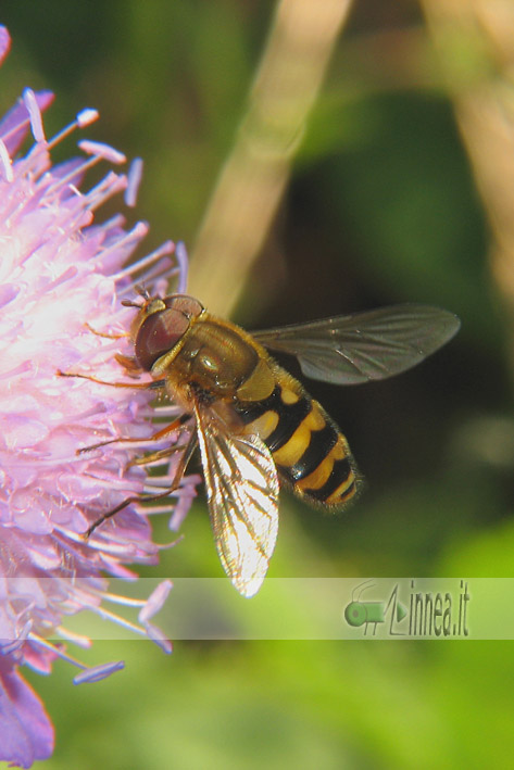Syrphus vitripennis